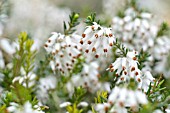 ERICA CARNEA SPRINGWOOD WHITE