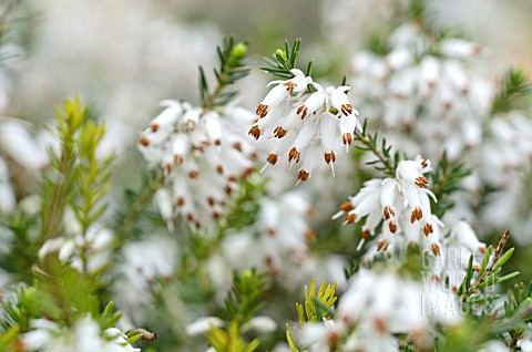 ERICA_CARNEA_SPRINGWOOD_WHITE