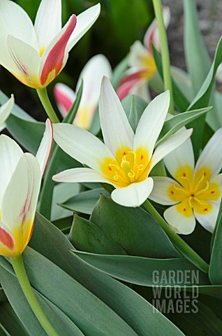 TULIPA_THE_FIRST