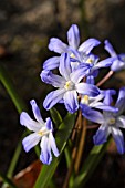 CHIONODOXA FORBESII SYN. SCILLA FORBESII