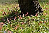 CORYDALIS CAVA