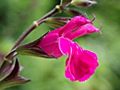 SALVIA GREGGII FR. RUPP, AUTUMN SAGE