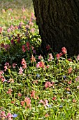 CORYDALIS CAVA