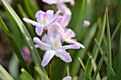 CHIONODOXA FORBESII PINK GIANT SYN. SCILLA FORBESII PINK GIANT