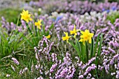 NARCISSUS AND ERICA CARNEA