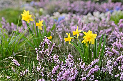 NARCISSUS_AND_ERICA_CARNEA