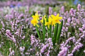 NARCISSUS AND ERICA CARNEA