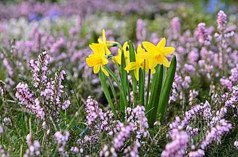 NARCISSUS_AND_ERICA_CARNEA