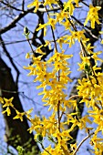 FORSYTHIA SUSPENSA VAR. FORTUNEI