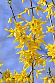 FORSYTHIA SUSPENSA VAR. FORTUNEI