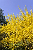 FORSYTHIA SUSPENSA