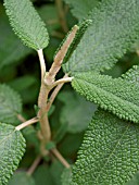 SALVIA CORRUGATA, SAGE