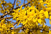 FORSYTHIA X INTERMEDIA BEATRIX FARRAND