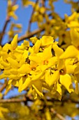 FORSYTHIA X INTERMEDIA BEATRIX FARRAND