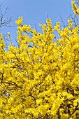 FORSYTHIA X INTERMEDIA SPECTABILIS