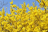 FORSYTHIA X INTERMEDIA SPECTABILIS