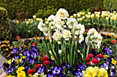 NARCISSUS BRIDAL CROWN, VIOLA CORNUTA AND BELLIS PERENNIS