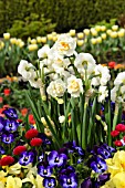 NARCISSUS BRIDAL CROWN, VIOLA CORNUTA AND BELLIS PERENNIS