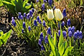 TULIPA AND MUSCARI