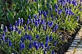 MUSCARI ARMENIACUM