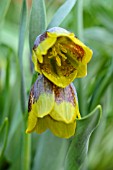 FRITILLARIA MICHAILOVSKYI