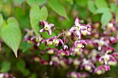 EPIMEDIUM ALPINUM