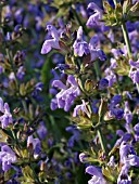 SALVIA OFFICINALIS, COMMON SAGE