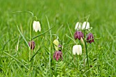 FRITILLARIA MELEAGRIS