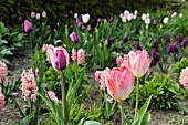 TULIPA AND HYACINTHUS