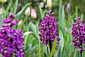 HYACINTHUS