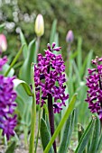 HYACINTHUS