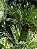 CYCAS REVOLUTA, SAGO PALM