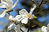 MAGNOLIA STELLATA ROSEA