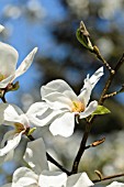 MAGNOLIA STELLATA ROSEA