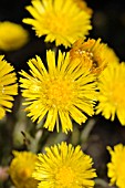 TUSSILAGO FARFARA