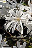 MAGNOLIA STELLATA ROYAL STAR