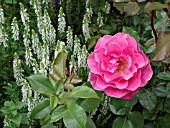 ROSA ROMANZE, WITH SALVIA NEMOROSA, WOODLAND SAGE