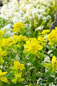 EUPHORBIA AMYGDALOIDES AND ARABIS PROCURRENS