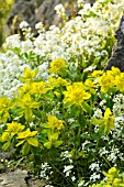 EUPHORBIA AMYGDALOIDES AND ARABIS PROCURRENS