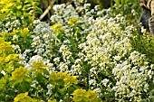 ARABIS PROCURRENS AND EUPHORBIA AMYGDALOIDES