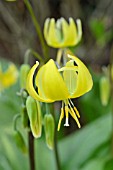 ERYTHRONIUM PAGODA