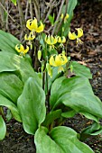 ERYTHRONIUM PAGODA