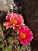 PORTULACA GRANDIFLORA, MOSS ROSE