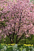 PRUNUS SERRULATA KANZAN AND NARCISSUS