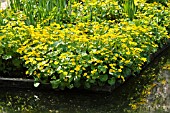 CALTHA PALUSTRIS