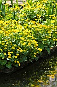 CALTHA PALUSTRIS