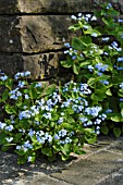 BRUNNERA MACROPHYLLA SYN. MYOSOTIS MACROPHYLLA