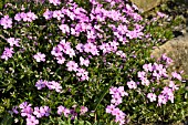 PHLOX SUBULATA G.W. WILSON