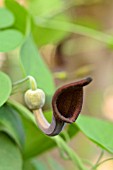 ARISTOLOCHIA BAETICA