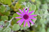 SENECIO HERITIERI